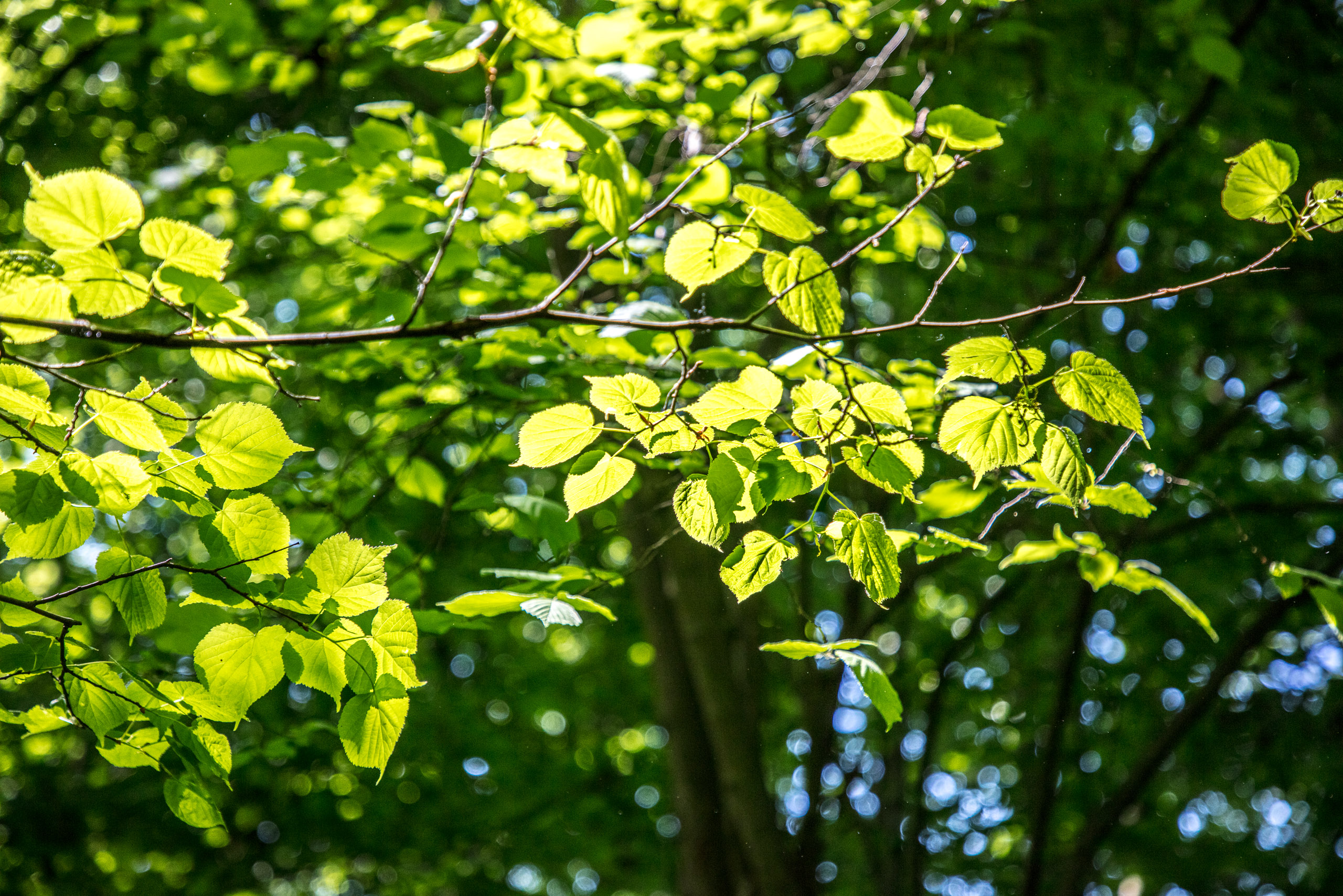 20220508124748 DP017540